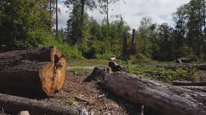 Best Tree Health Inspection  in La Plata, NM