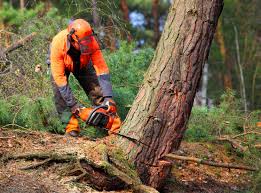 Best Tree Disease Treatment  in La Plata, NM