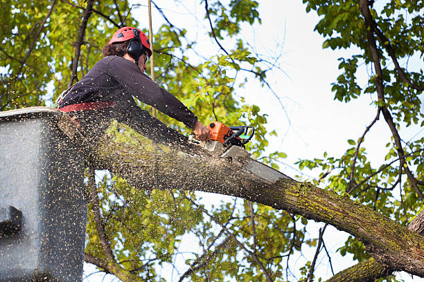 Best Fruit Tree Pruning  in La Plata, NM